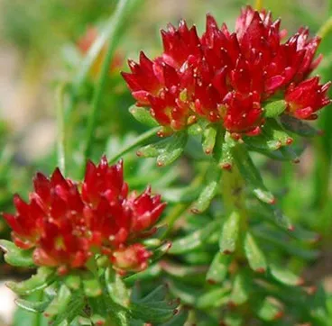 1-5% Salidrosides 1-5% Rosavins Rhodiola Rosea Extract Herbal Extract