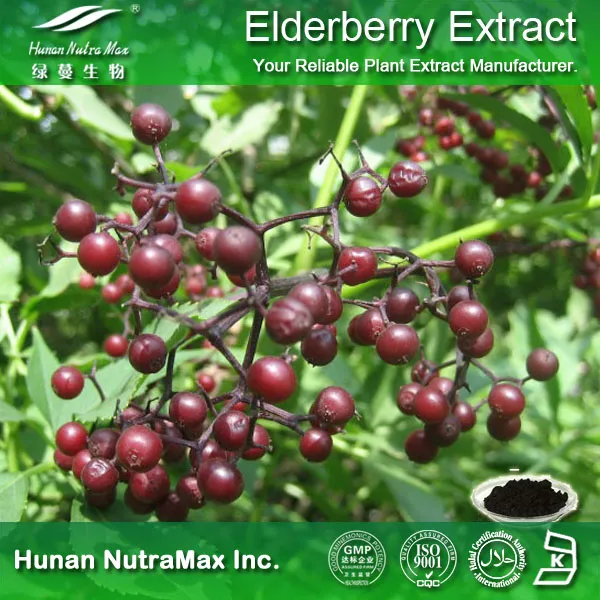 100% Natural Black Elderberry Fruit Extract 4: 1 10: 1 (5%~25% Anthocynidins)