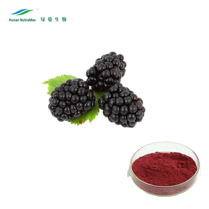 100% Natural Black Elderberry Fruit Extract 4: 1 10: 1 (5%~25% Anthocynidins)