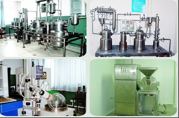 100% Natural Capillary Wormwood Herb Extract