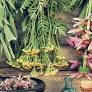 Incredible Benefits of Herbal Extracts