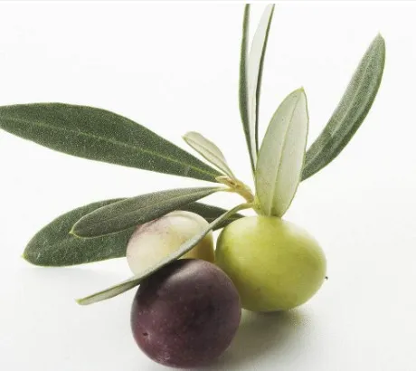 6-80% Oleuropein (HPLC) 10-30% Hydroxytyrosol Olive Leaf Extract Plant Extract