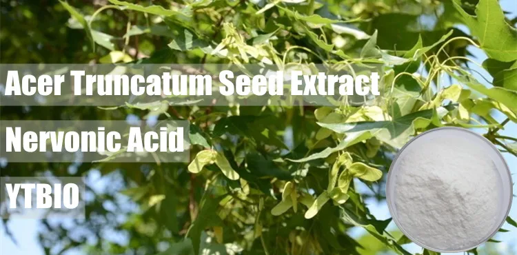 90% Nervonic Acid, Acer Truncatum Extract