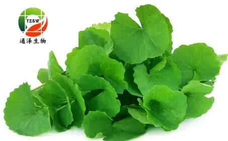 90%Nutural Herbal Extract Gotu Kola Asiaticoside Promotes Wound Healing for Cosmetic