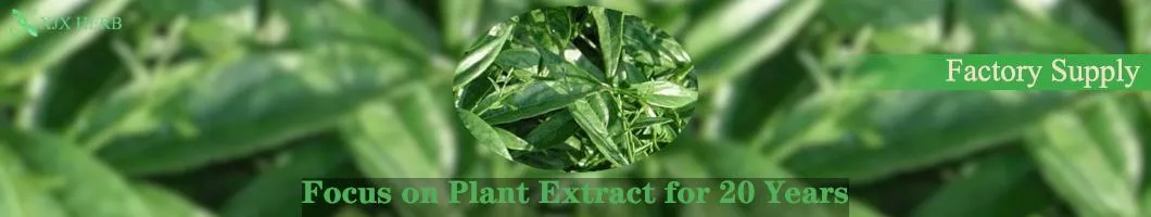 Andrographis Paniculata Extract Powder HPLC 98% Andrographolides