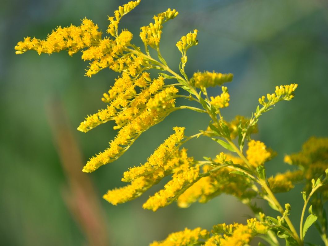 Anti-Bacterial Health Products Anti-Virus Flavonoids Solidago Decurrens Lour Goldenrod Extract Golden Rod Extract