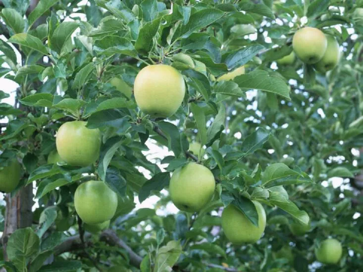 Apple Root Extract Decreasing Organ Fat