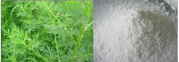 Artemisia Annua L. 99% Artemisinin CAS 63968 64 9