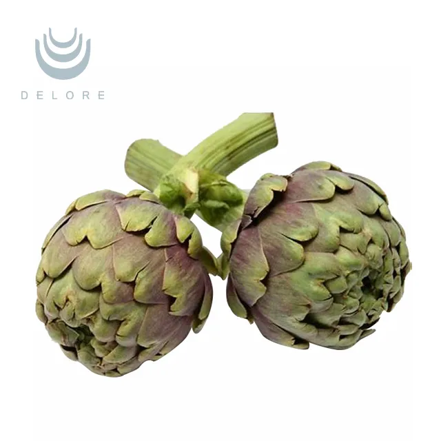 Artichoke Extract for 0.8% Chlorogenic Acid