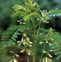 Astragalus Extract with Astrangaloside for Immunity Enhancement