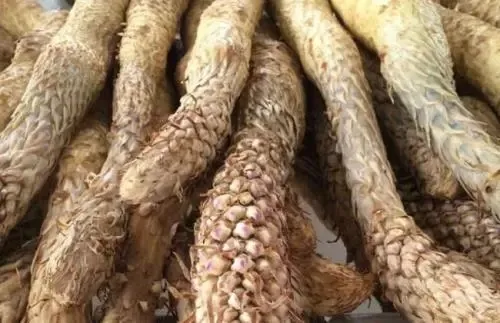 Benefiting Kidney Cynomorium Songaricum Extract Herbal Cynomorium Powder Cynomorium Fleshy Stem Extract