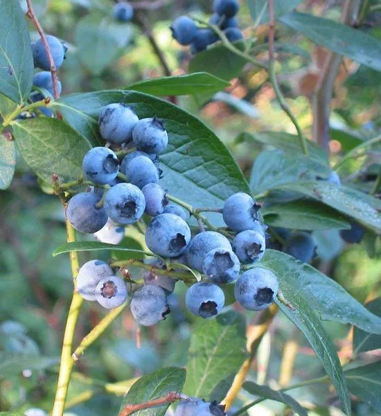 Blueberry Extract Powder