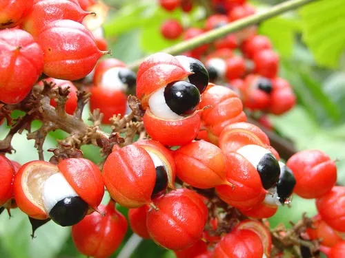 Buy Pure Guarana Extract Powder Capsules Tablets Bulk Price