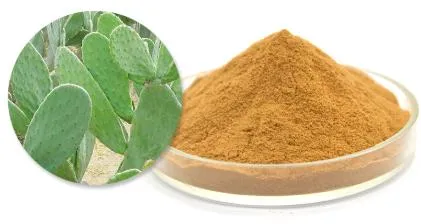 Cactus Extract 10: 1 Opuntia Ficus Indica Stem Extract Cactus Extract