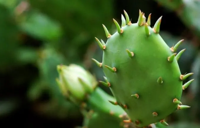 Cactus Extract 10: 1 Opuntia Ficus Indica Stem Extract Cactus Extract