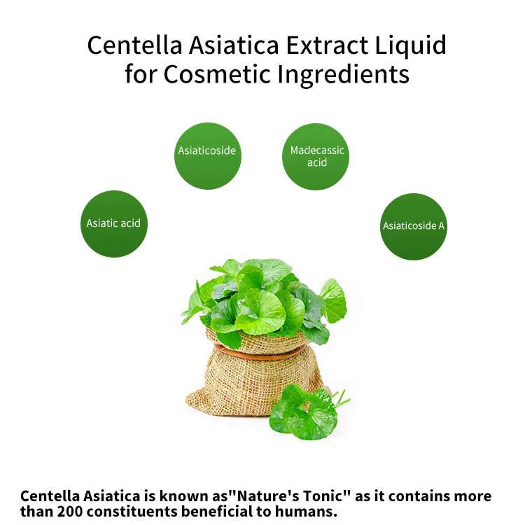 Centella Asiatica Extract Liquid, Gotu Kola Liquid for Promoting The Healing of Wound