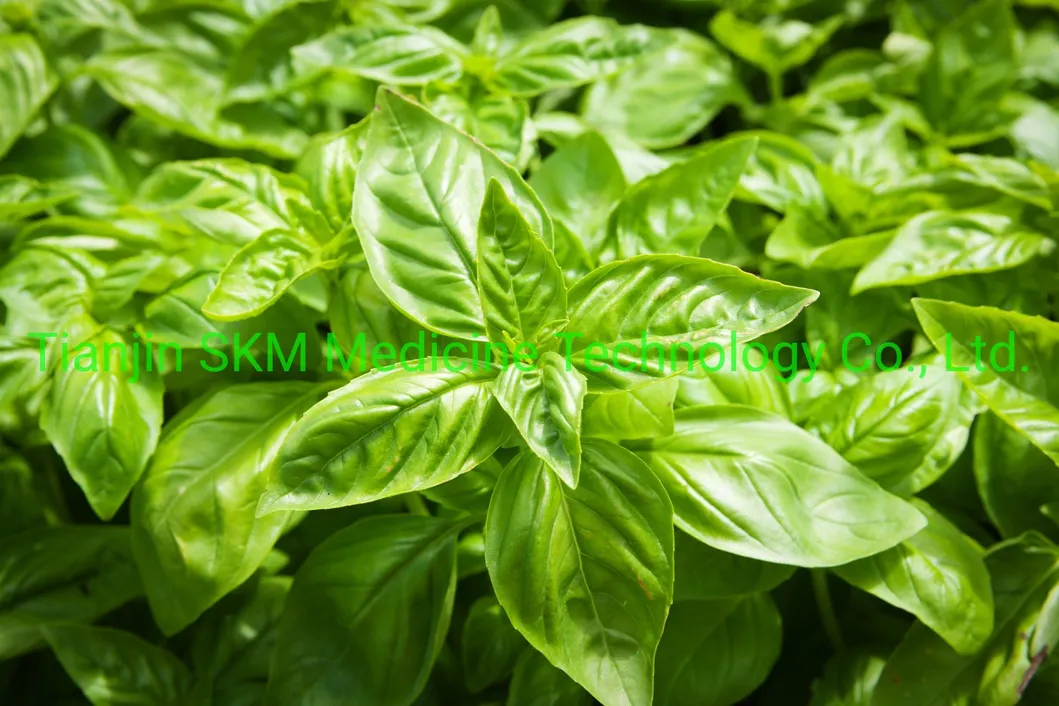 China Manufactory Supply Holy Basil Extract/Ocimum Sanctum Extract