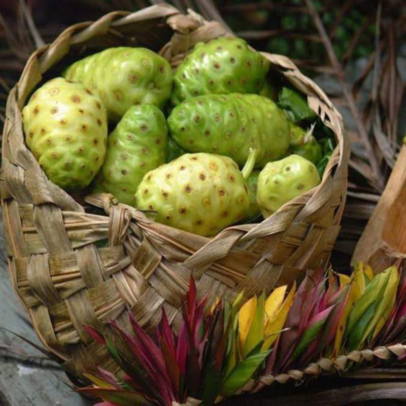 China Manufacturer Noni Fruit Extract Powder, Noni Juice Extract 4: 1 10: 1