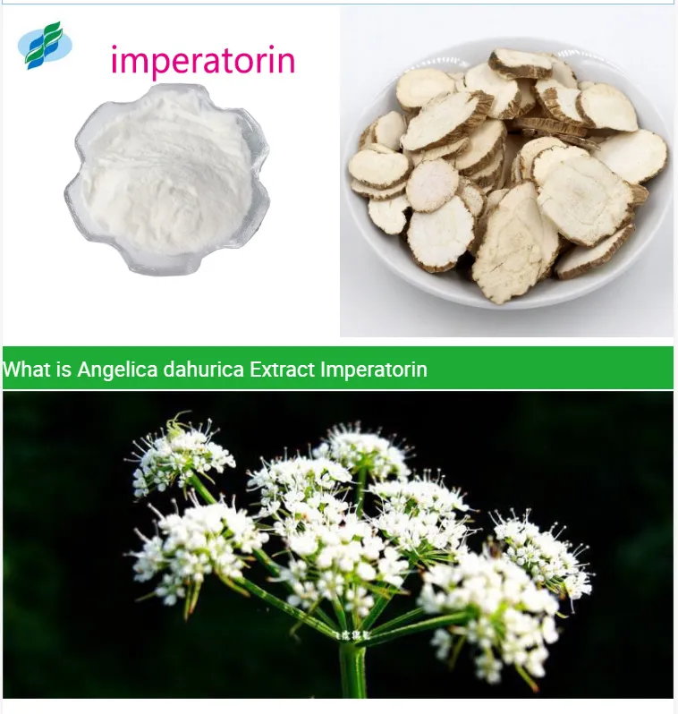 China Manufacturer Plant Extract Imperatorin 1% 98% 482-44-0 Ammidin Powder
