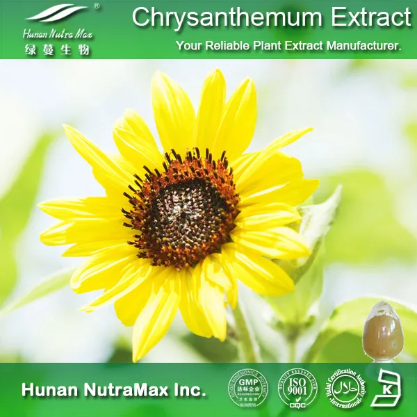Chrysanthemum Extract Chrysanthemum Morifolium Flower Extract 4: 1-20: 1