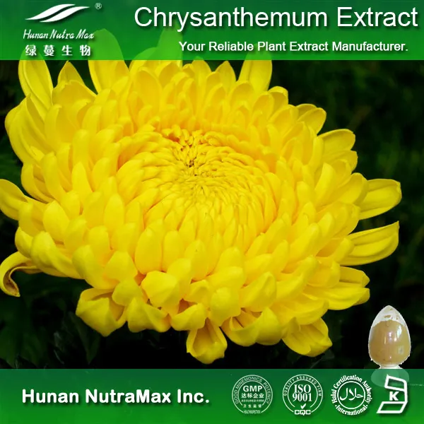 Chrysanthemum Extract Chrysanthemum Morifolium Flower Extract 4: 1-20: 1