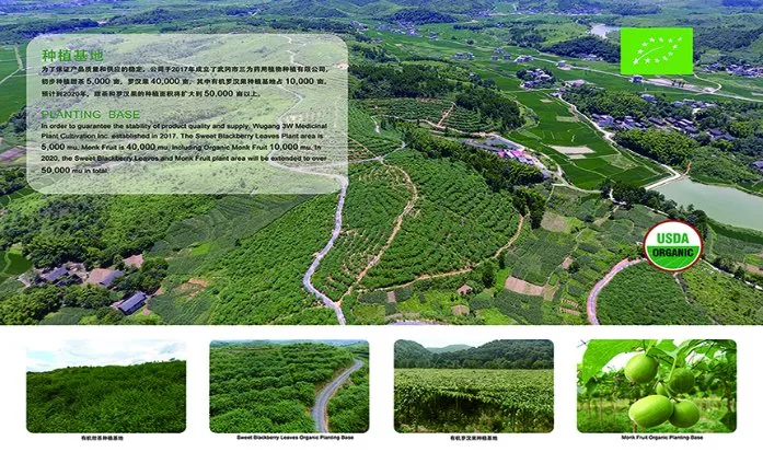 Chrysanthemum Extract Chrysanthemum Morifolium Flower Extract 4: 1-20: 1