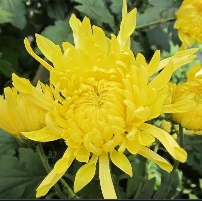 Chrysanthemum Extract Pure Nature Wild Chrysanthemum Indicum Flower Powder