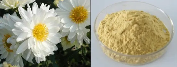 Chrysanthemum Flower Extract Powder Wtih Amino Acids