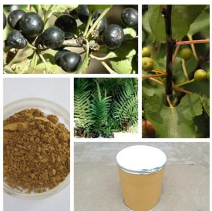 Clearing Heat Antitoxicant Cascara Sagrada Bark Extract /Cascara Sagrada Extract Rhamnus Purshiana Extract