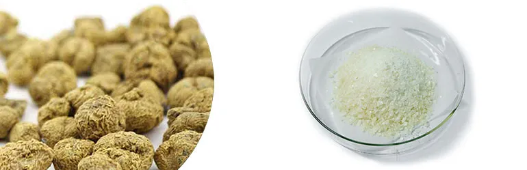 Corydalis Extract Corydalis Root Extract 98% L-Tetrahydropalmatine Thp Powder