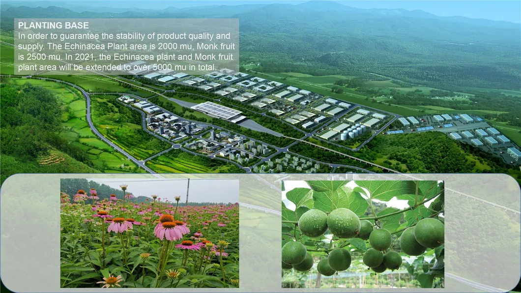 Corydalis Extract Corydalis Root Extract 98% L-Tetrahydropalmatine Thp Powder