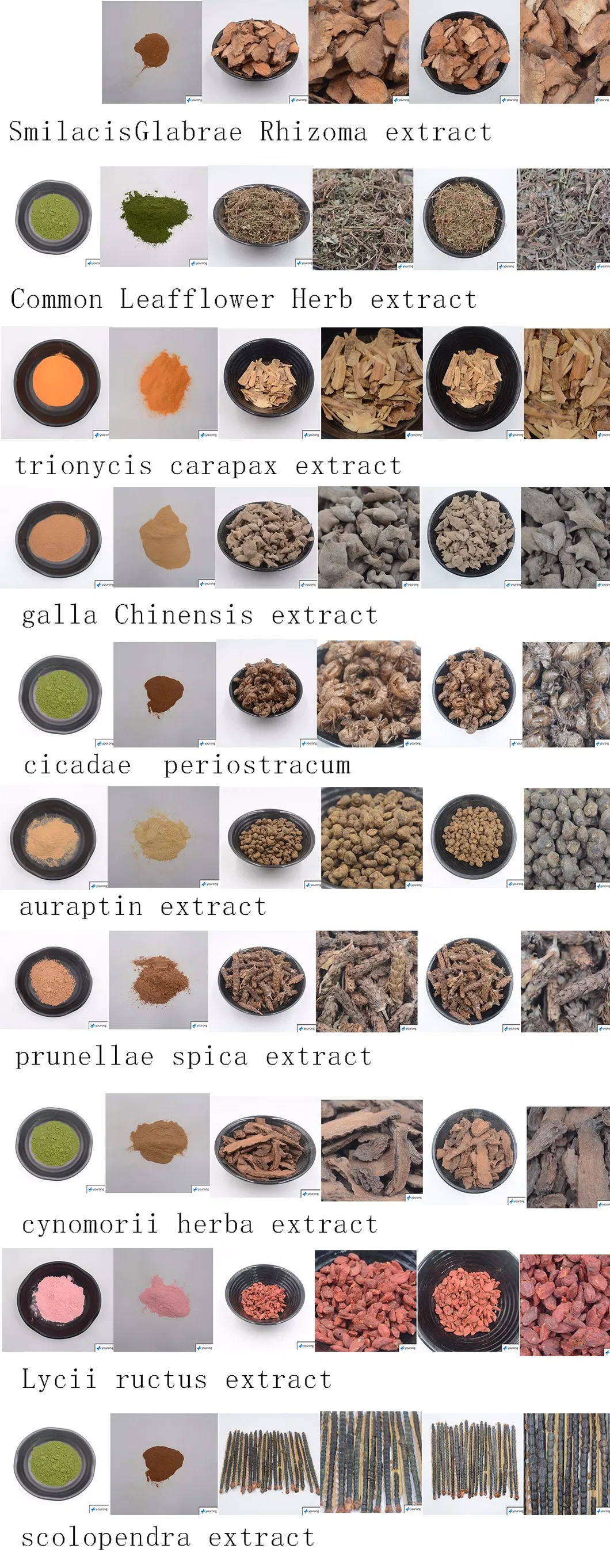 Cynomorium Songaricum, a Traditional Chinese Medicine with Great Medicinal Value