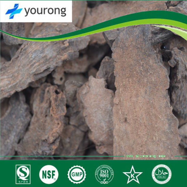 Cynomorium Songaricum, a Traditional Chinese Medicine with Great Medicinal Value