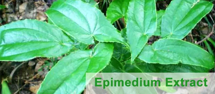 Epimedium Leaf Extract 10% 20% 60% 80% Icariin Horny Goat Weed Extract