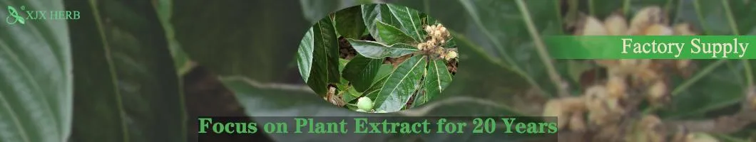 Eriobotrya Japonica Folium Extract Powder HPLC 15% Corosolic Acid