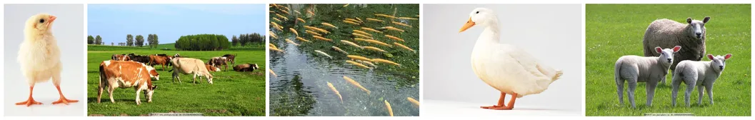 Factory Supply 65% Fish Meal with High Protein