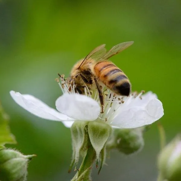 Factory Supply Lemon Balm Leaf Extract Melissa Officinalis Powder