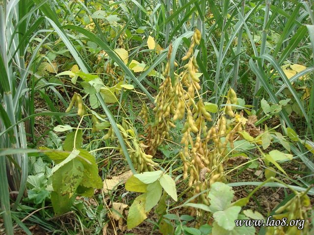 Factory Supply Organic Soybean Isoflavone Powder Benefits