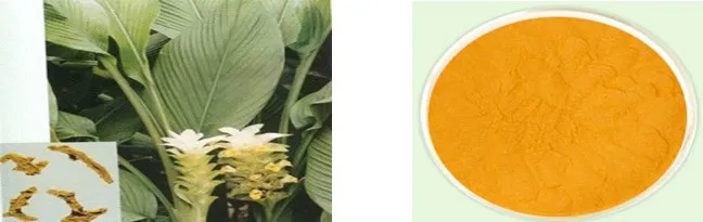Factory Supply Turmeric Extract 95% Curcumins