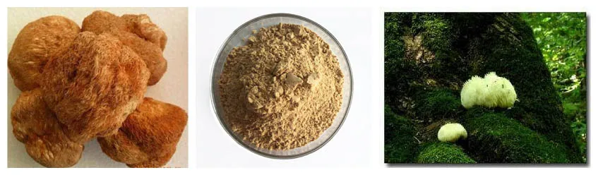 Factory Wholesale Pure Natural Organic Mushroom Powder