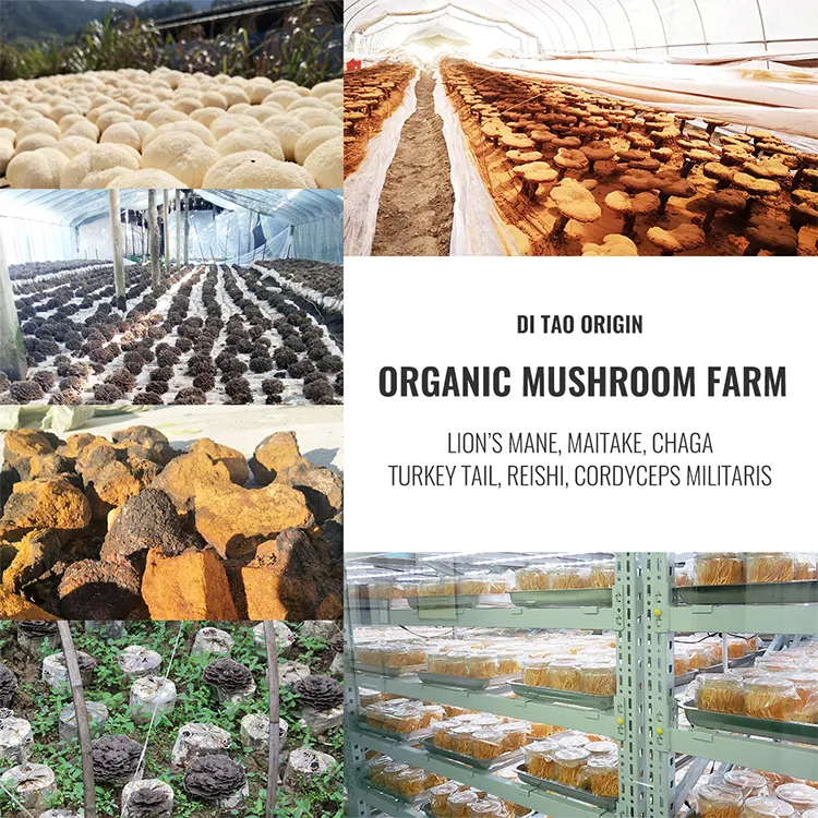 Factory Wholesale Pure Natural Organic Mushroom Powder
