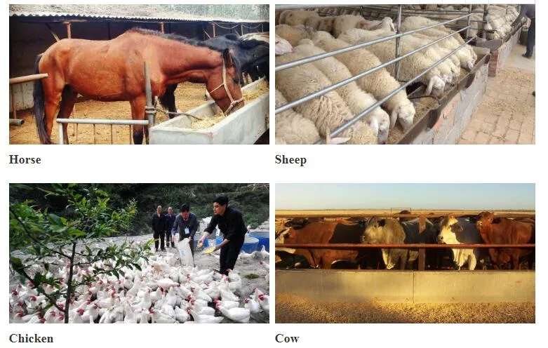 Feed Additives Choline Chloride 60% Havay Price