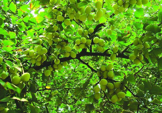 Flavone Glycosides / Terpene Lactone 24%/3%