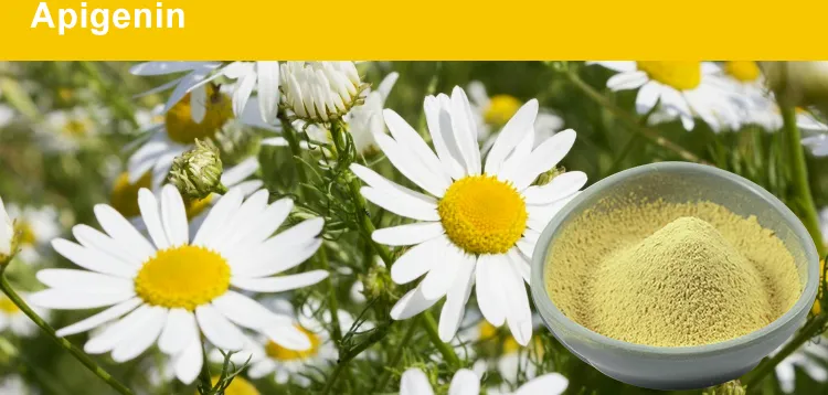 Focusherb CAS 520-36-5 98% Chamomile Extract Powder Apigenin