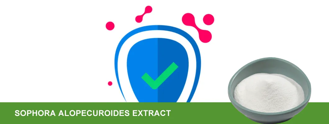 Focusherb Herbal Extract 98% Sophoridine Sophora Alopecuroides Extract