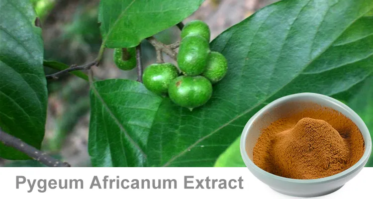 Focusherb Natural Beta-Sitosterol Pygeum Africanum Bark Extract Powder