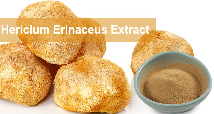 Focusherb Natural Lion′ S Mane Hericium Erinaceus Mushroom Extract Beta Glucan