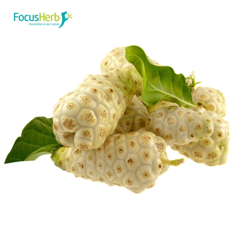 Focusherb Natural Noni Fruit Juice Powder Noni Fruit Powder