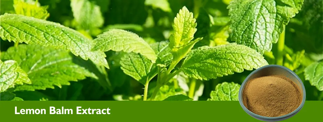 Focusherb Supply Melissa Officinalis Lemon Balm Extract Rosmarinic Acid Powder