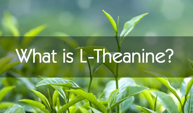 for Relexing and Calm Natural Green Tea Extract Powder L-Theanine 99%